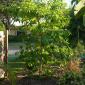 View the image: Kratom tree