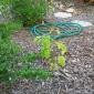 View the image: Kratom tree