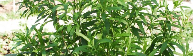 Lion's Ear:
Lions_Ear2