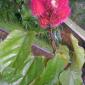 View the image: Bixa orellana fruit