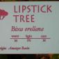 View the image: Lipstick tree botanical sign