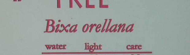 Lipstick Tree- Bixa orellana:
Lipstick tree botanical sign
