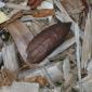 View the image: Lipstick tree seed