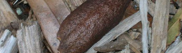 Lipstick Tree- Bixa orellana:
Lipstick tree seed