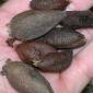 View the image: Lipstick tree harvested seeds