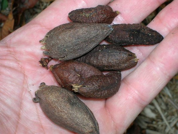 Lipstick tree harvested seeds