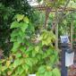 View the image: Lipstick tree