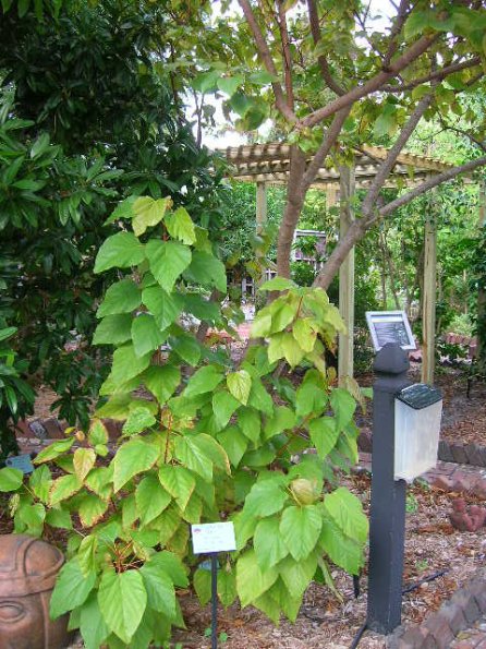 Lipstick tree