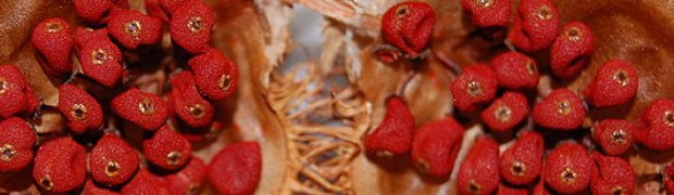Lipstick Tree- Bixa orellana:
Bixa orellana seeds