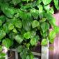 View the image: Piper betel plant