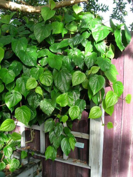 Piper betel plant