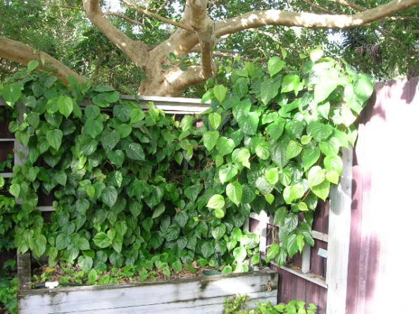 Piper betel plant