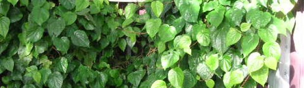 Assorted Ethnobotanical Plants:
Piper betel- Piper betle:
Piper betel plant