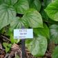 View the image: Piper betel botanical sign