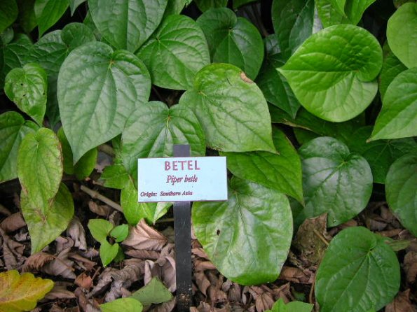 Piper betel botanical sign