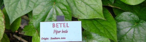 Piper betel- Piper betle:
Piper betel botanical sign