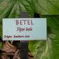 View the image: Piper betel sign