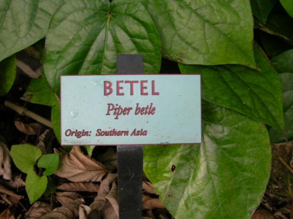 Piper betel sign