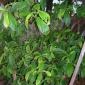 View the image: Psychotria viridis