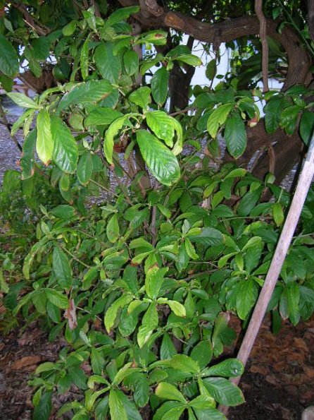Psychotria viridis