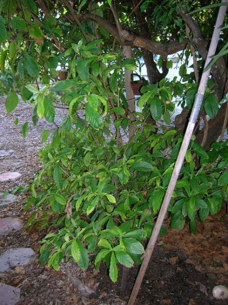 Psychotria viridis