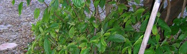 Psychotria viridis:
Psychotria viridis