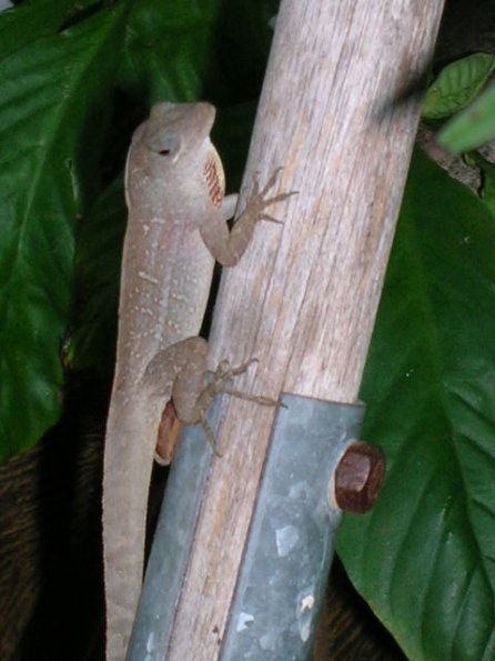 Psychotria viridis