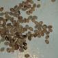 View the image: Chacruna premium fresh seeds