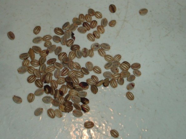 Chacruna premium fresh seeds