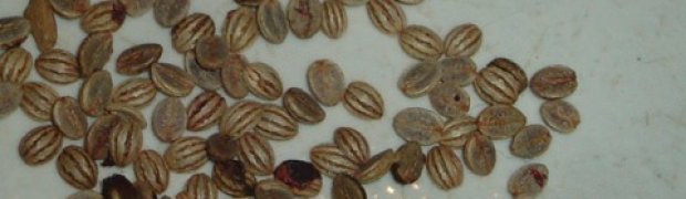 Psychotria viridis:
Chacruna premium fresh seeds