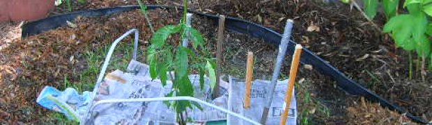Planting a Psychotria viridis Plant:
Wet The Newspaper
