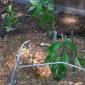 View the image: Mulch The Plant