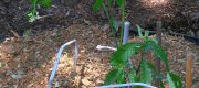 View the Album: Planting a Psychotria viridis Plant
 4 images(s)