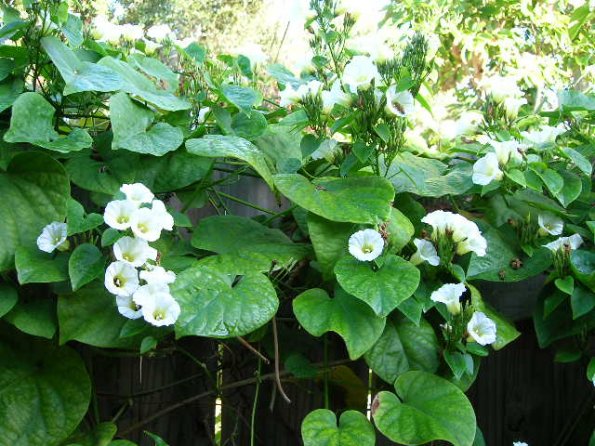 Rivea corymbosa Growing On A Fence