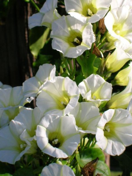 Rivea corymbosa's Beautiful Blooms