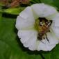 View the image: Rivea corymbosa Being Pollinated By A Bee