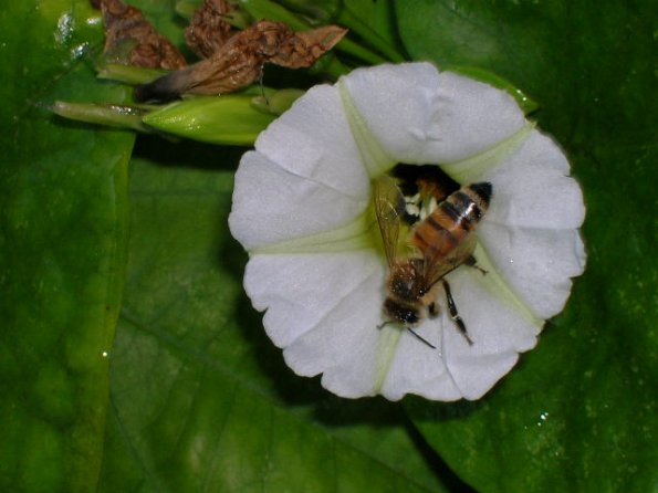 Rivea corymbosa Being Pollinated By A Bee