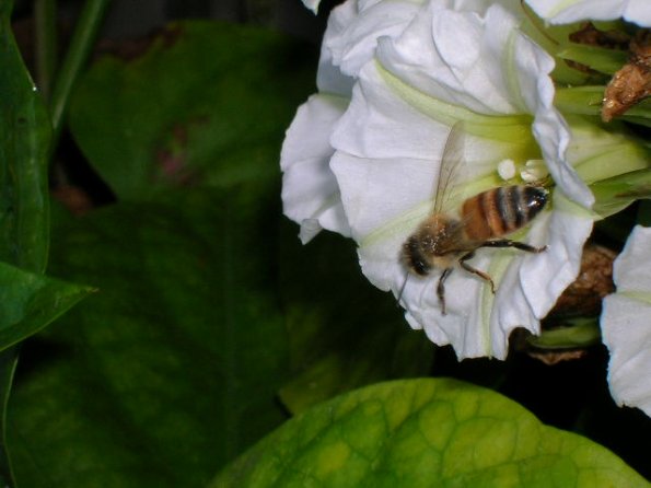 A Rivea corymbosa's Pollinator