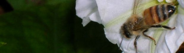 Rivea corymbosa:
A Rivea corymbosa's Pollinator