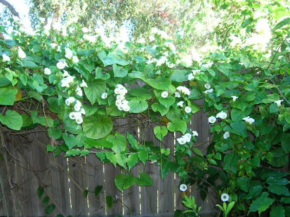 Rivea corymbosa On A Fence