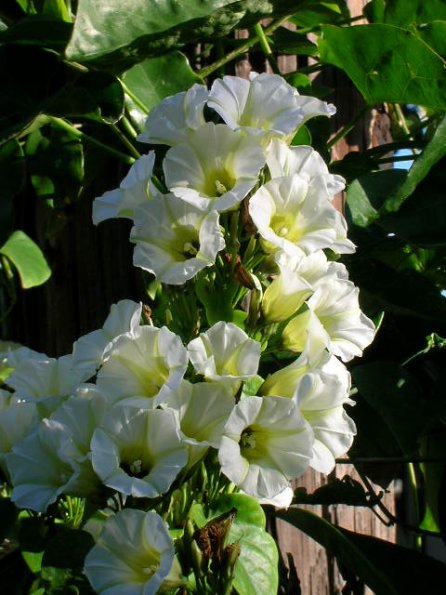 Rivea corymbosa In Bloom