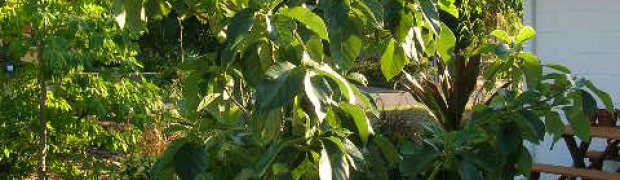 Assorted Ethnobotanical Plants:
Voacanga africana:
Voacanga africana