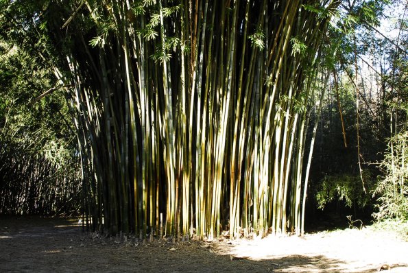 Kanapaha Botanical Gardens