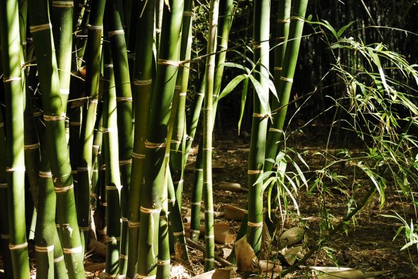 Kanapaha Botanical Gardens