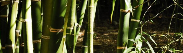 A Bamboo Garden:
Kanapaha Botanical Gardens