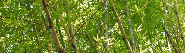 A Bamboo Garden:
Kanapaha Botanical Gardens