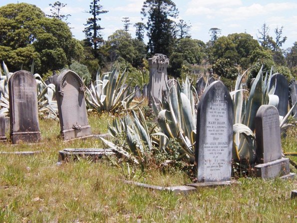 Cemetary agaves