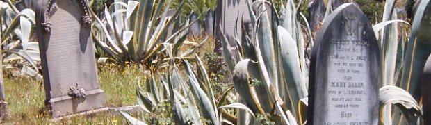 Century Plant:
Cemetary agaves