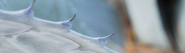 Century Plant:
Century Plant Spines