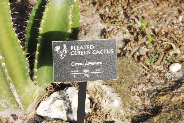 Pleated Cereus Cactus